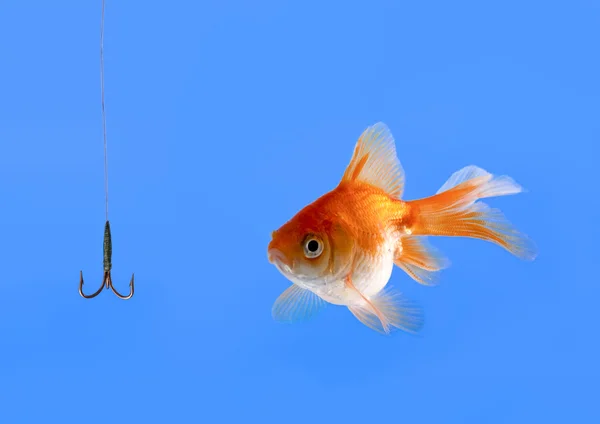 Goldfish olhando para o anzol — Fotografia de Stock