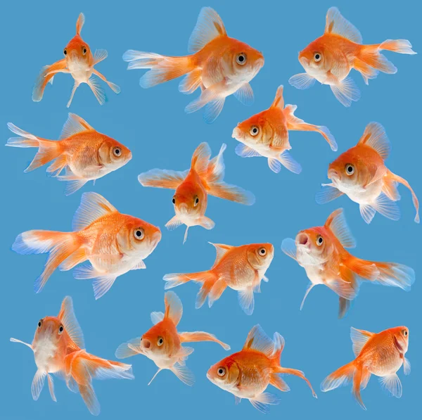 Uppsättning goldfishes — Stockfoto