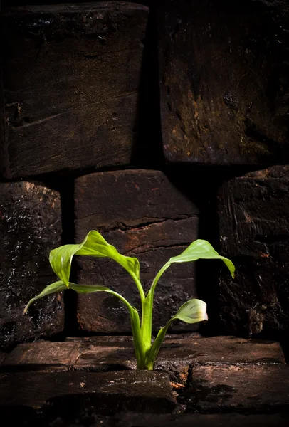 Planta que crece a través del suelo muerto —  Fotos de Stock