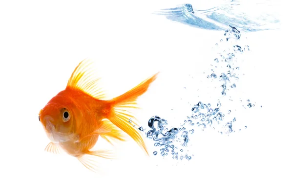 Kabarcıkları ile Goldfish — Stok fotoğraf