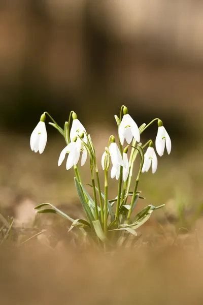Snowdrops (Amaryllidaceae) — Stock Photo, Image
