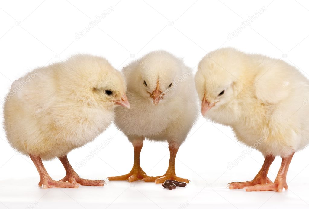 Three Young Chicks