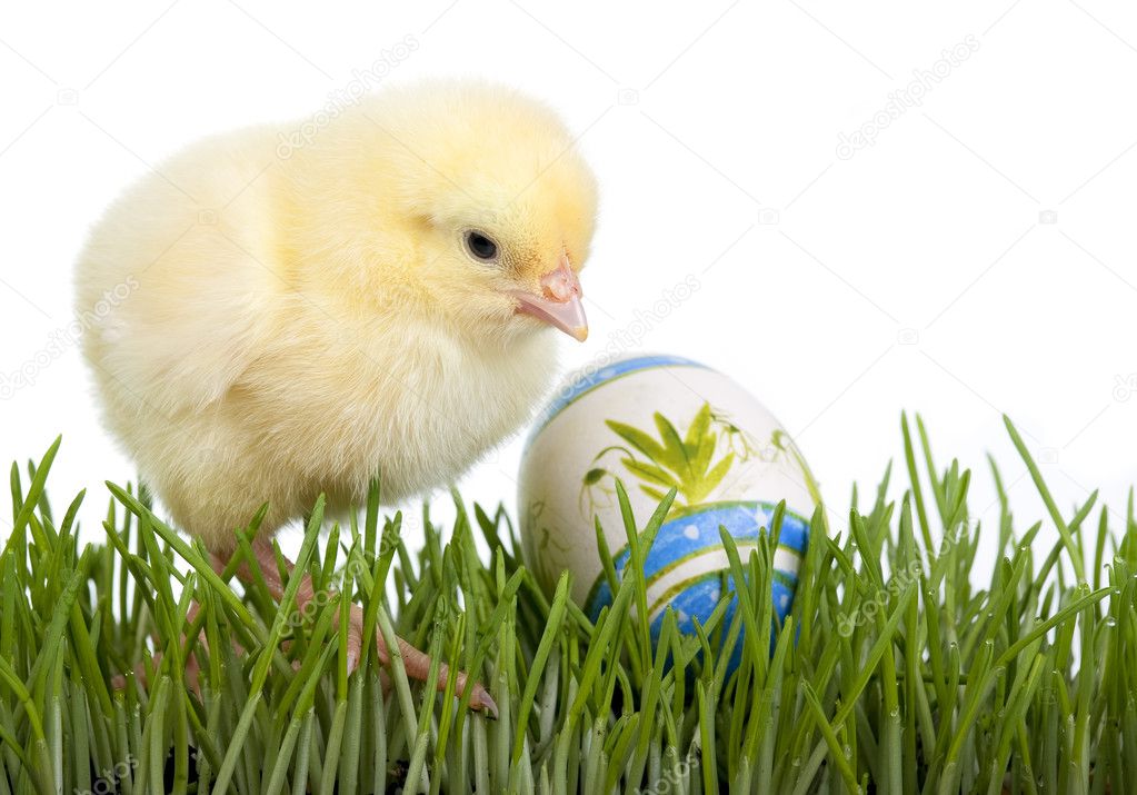 Chicken with painted egg