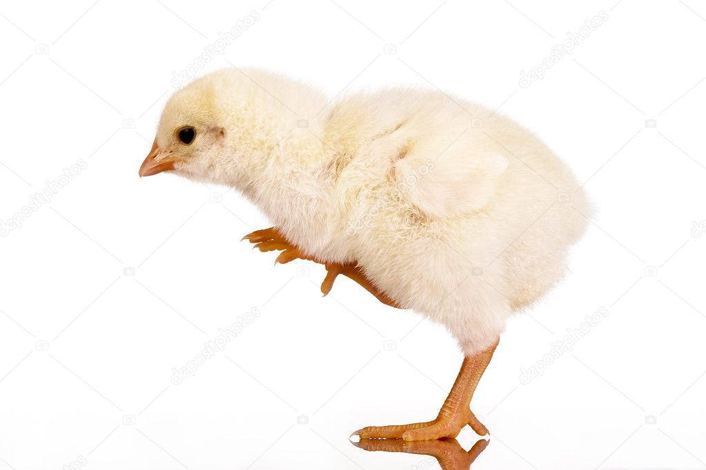 Baby chicken