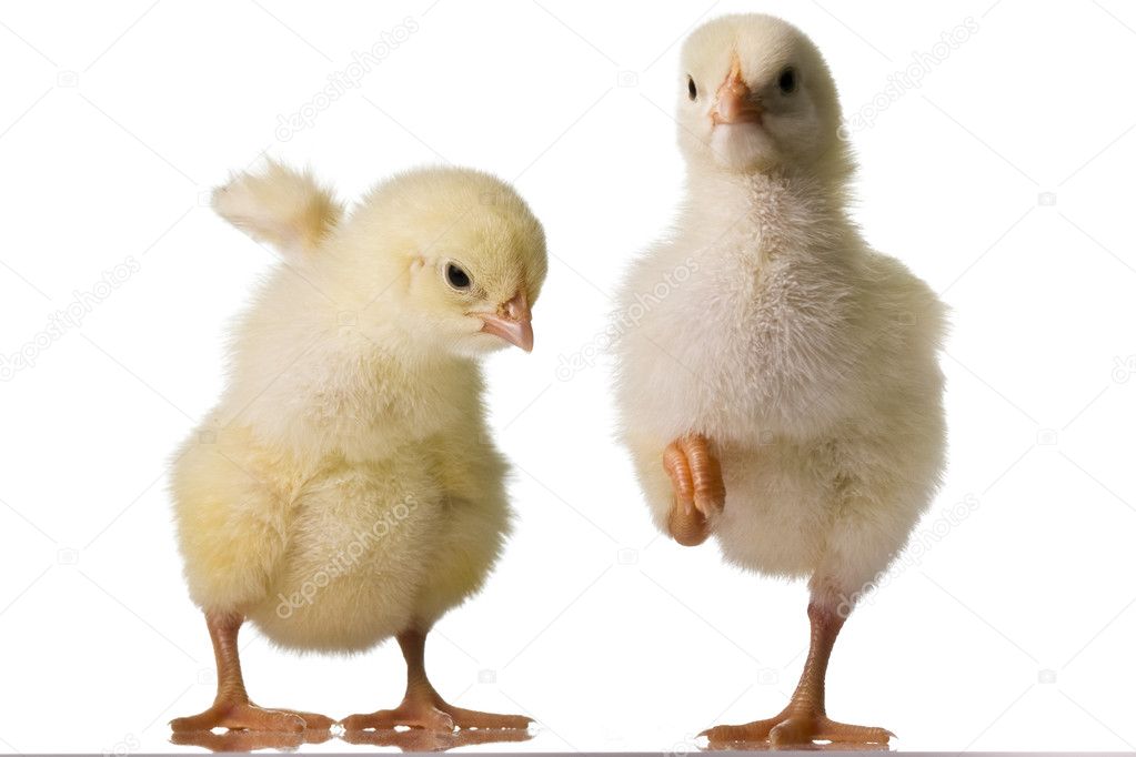 Baby chicks