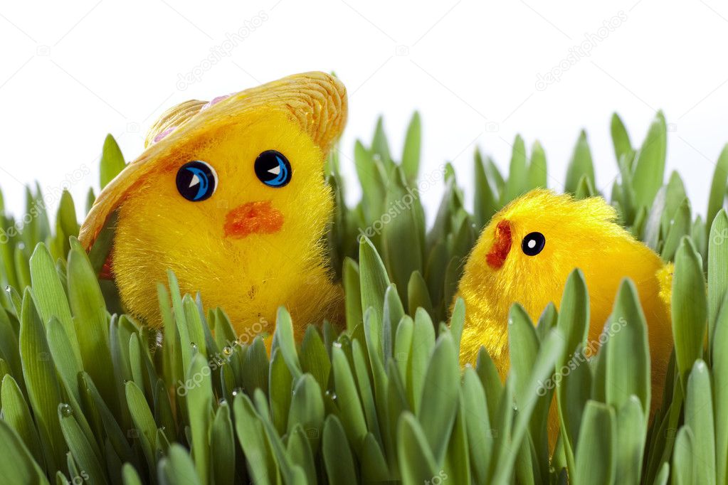 Chick on green grass
