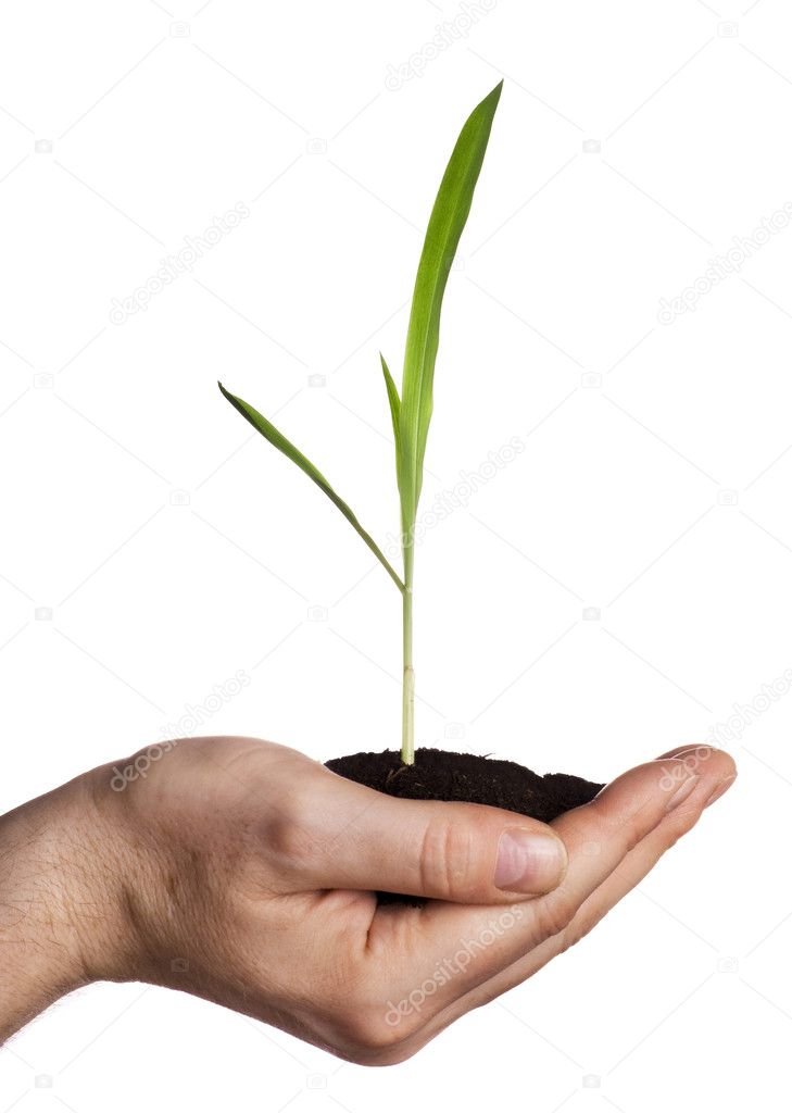 Holding small plant