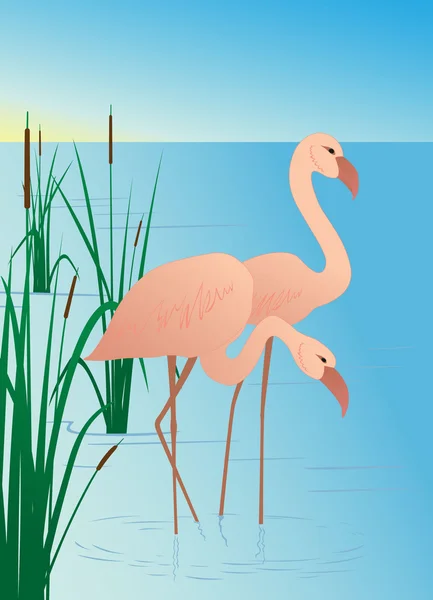 Rosafarbene Flamingos am See mit Stöcken — Stockvektor
