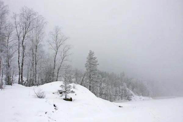 Winter morning on forest lake — Stockfoto