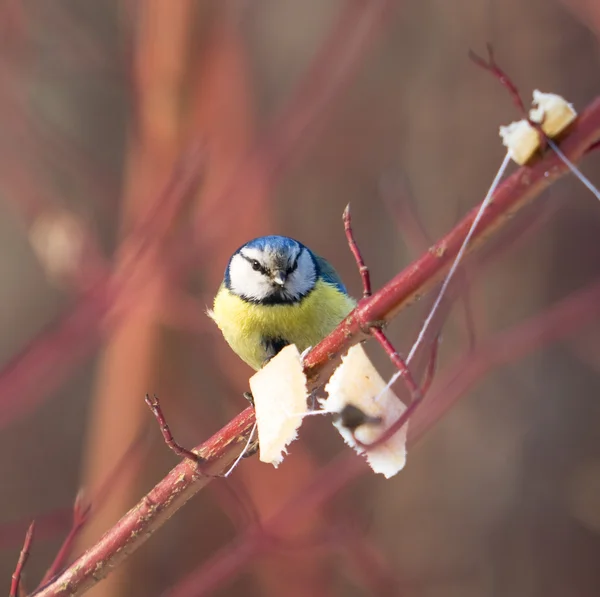 stock image Blue tit look