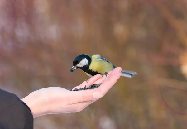 stock image Tit with sunflower seed on open palm