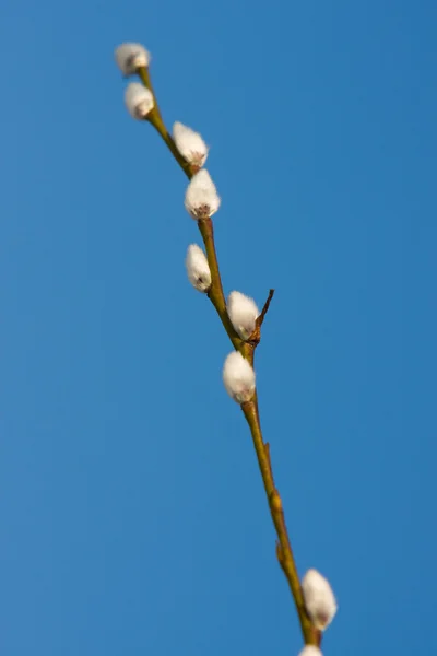 stock image Branch of spring white pussy-willow