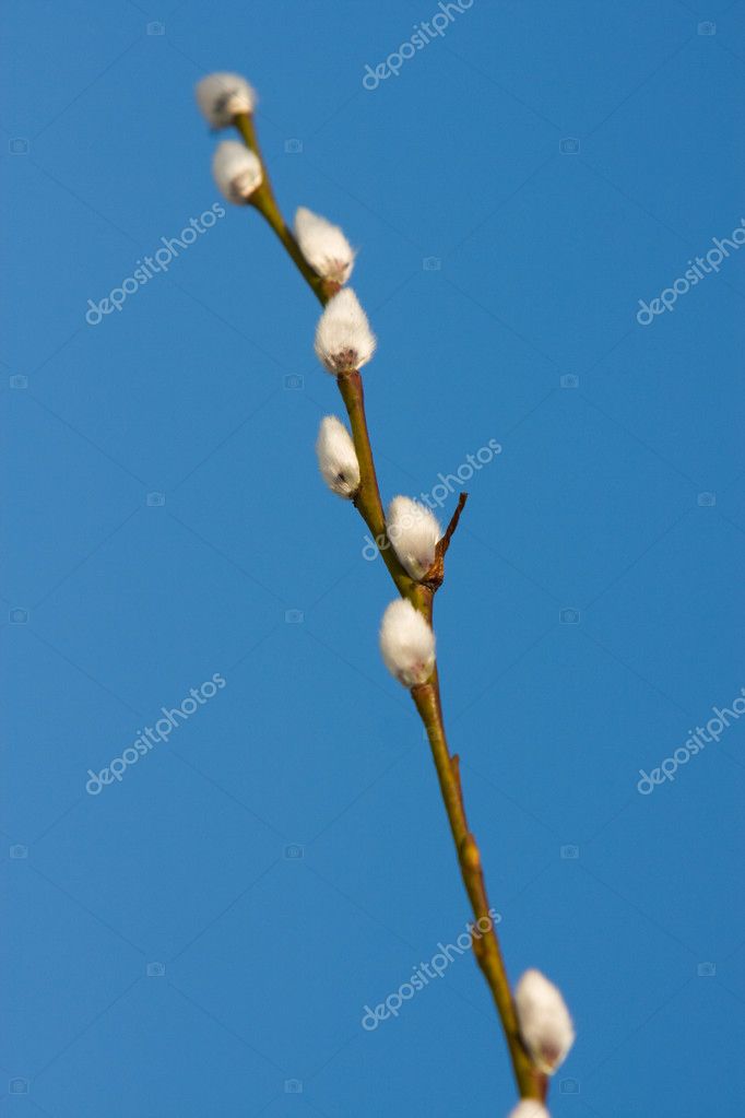 Branch Of Spring White Pussy Willow Stock Photo Mcseem 2731080