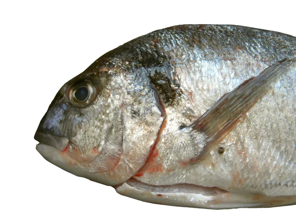 Свіжа риба — стокове фото