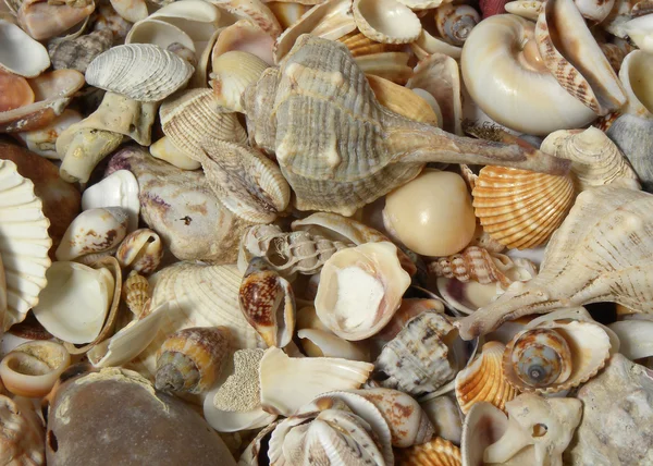 Muchas conchas marinas diferentes —  Fotos de Stock