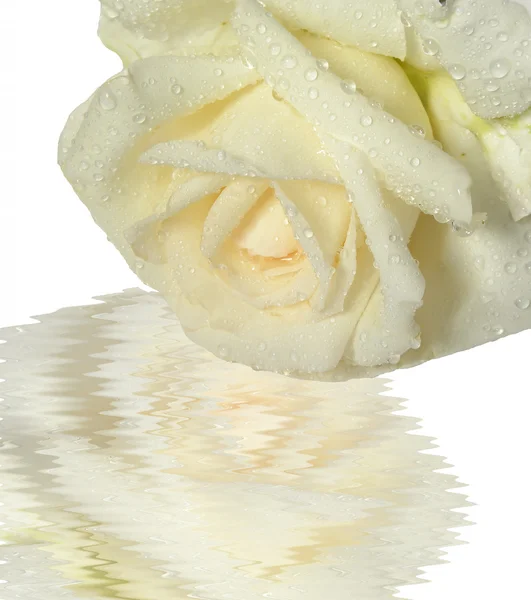 Beżowy róża — Zdjęcie stockowe