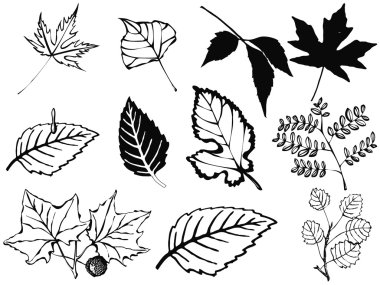 Set of various leaves clipart