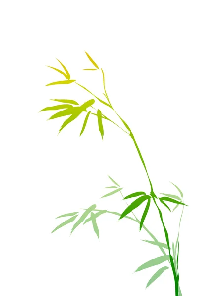 Rami di bambù — Foto Stock