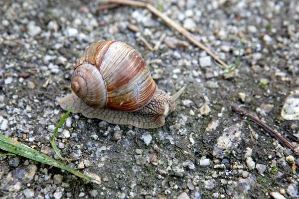 Stock image Snail