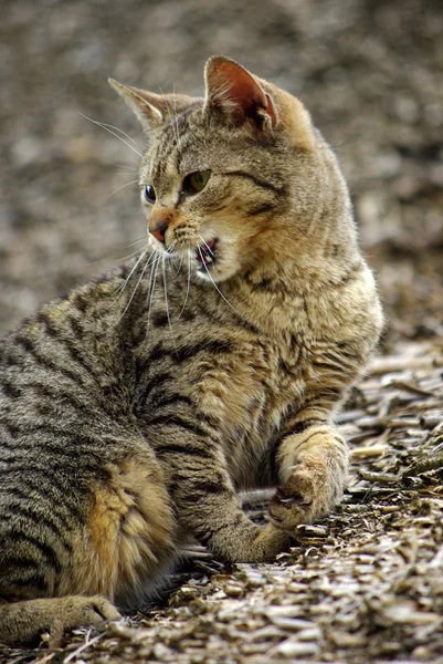 stock image Cat