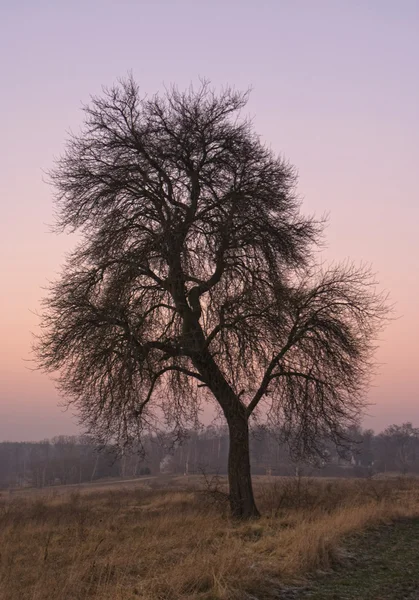 夕方の木 — ストック写真