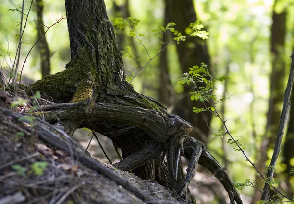 stock image Roots