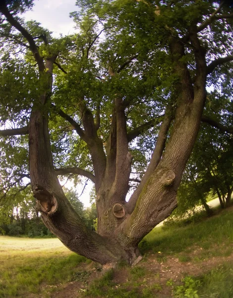 公園内の木 — ストック写真