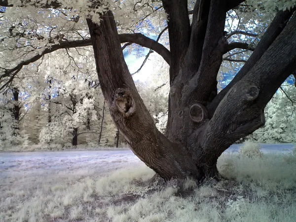 Árvore infravermelha — Fotografia de Stock
