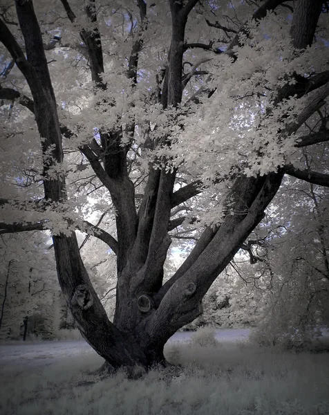 Gamla träd vinter Stockbild