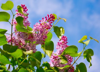 Fragrant lilac bush clipart