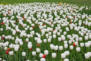 White and red tulips clipart