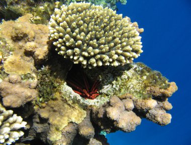 Tropikal Mercan Resifi