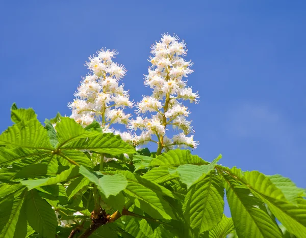 Blossoming Chestnut Tree — Stock Photo, Image