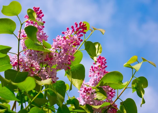 Voňavá fialová bush — Stock fotografie