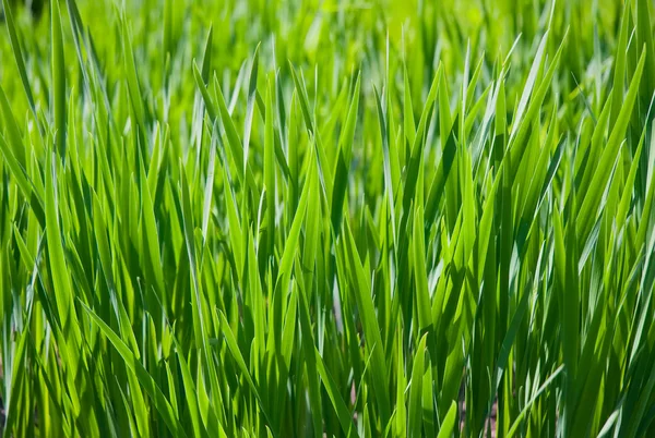 Green grass lawn — Stock Photo, Image