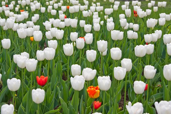 Tulipany białe i czerwone — Zdjęcie stockowe