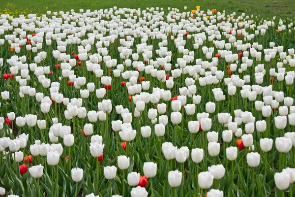 Bílé a červené tulipány — Stock fotografie
