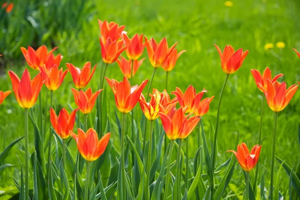 Bei tulipani rossi e gialli — Foto Stock