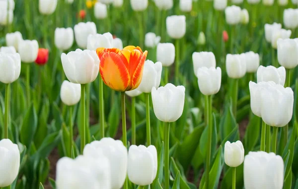 One red tulip among whites — Stock Photo, Image
