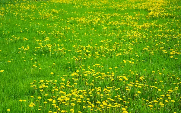 stock image Green grass field