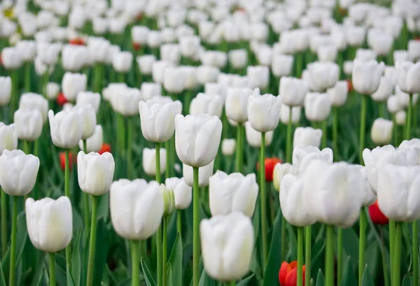 White and red tulips — Stock Photo, Image