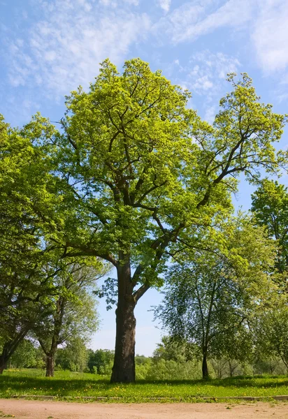 Зелений дуба дерево — стокове фото