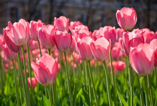 Město květy na jaře — Stock fotografie