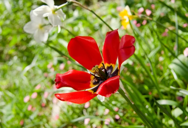 Otevřený červený Tulipán — Stock fotografie