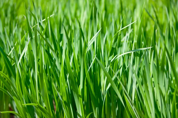 녹색 잔디 — 스톡 사진