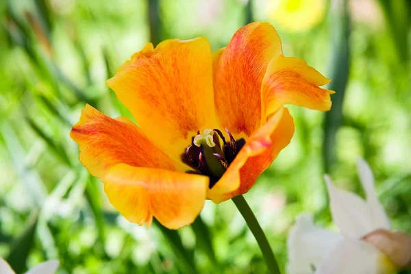 Open orange tulip — Stock Photo, Image