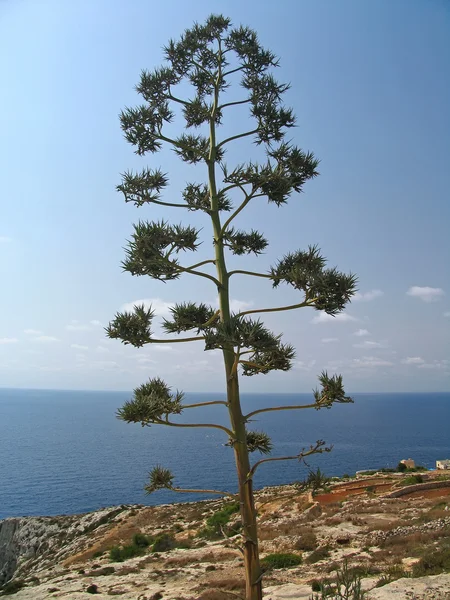 Malta "ağaç" — Stok fotoğraf