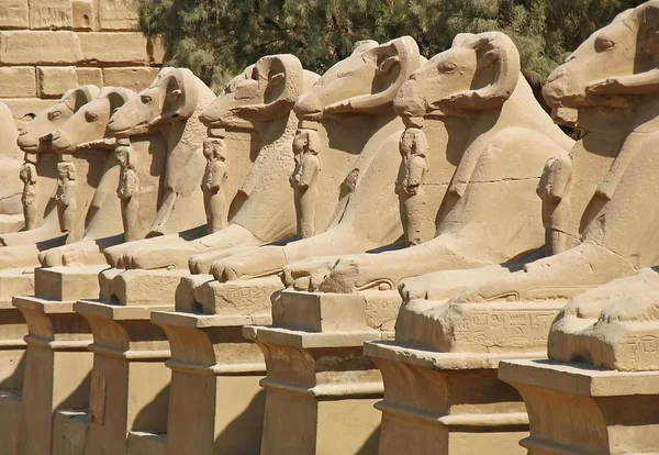 Avenue of sphinxes at Luxor, Egypt — Stock Photo, Image