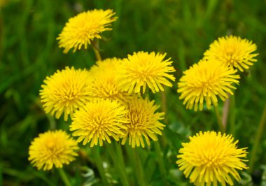 Sarı dandelions