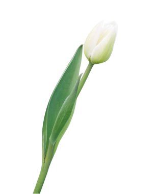 Beautiful white tulip clipart